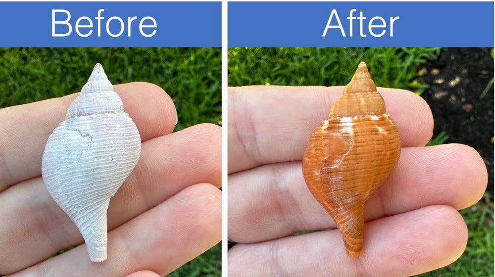 Seashell before and after cleaning with Safe-HCL