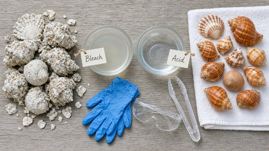 Crusty seashells, bleach and acid bowls, gloves and goggles, and cleaned shells.