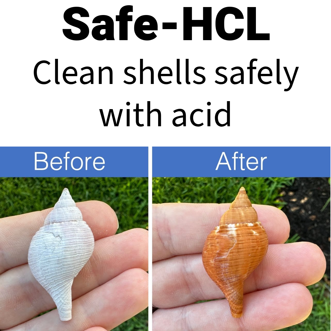 Safe-HCL Seashell Cleaning Kit - Includes: (1) quart of Safe-HCL acid, (1) gallon HDPE storage container, safety gear and cleaning utensils