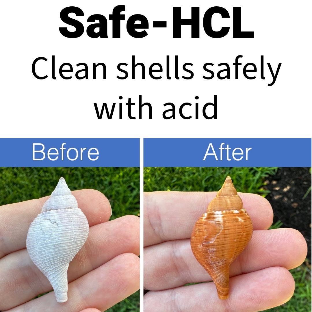 Wholesale Case - 12 Safe-HCL Seashell Cleaning Kits - Includes: (1) Gallon HDPE Cleaning/Storage Container, (1) quart of Safe-HCL acid, safety and cleaning gear