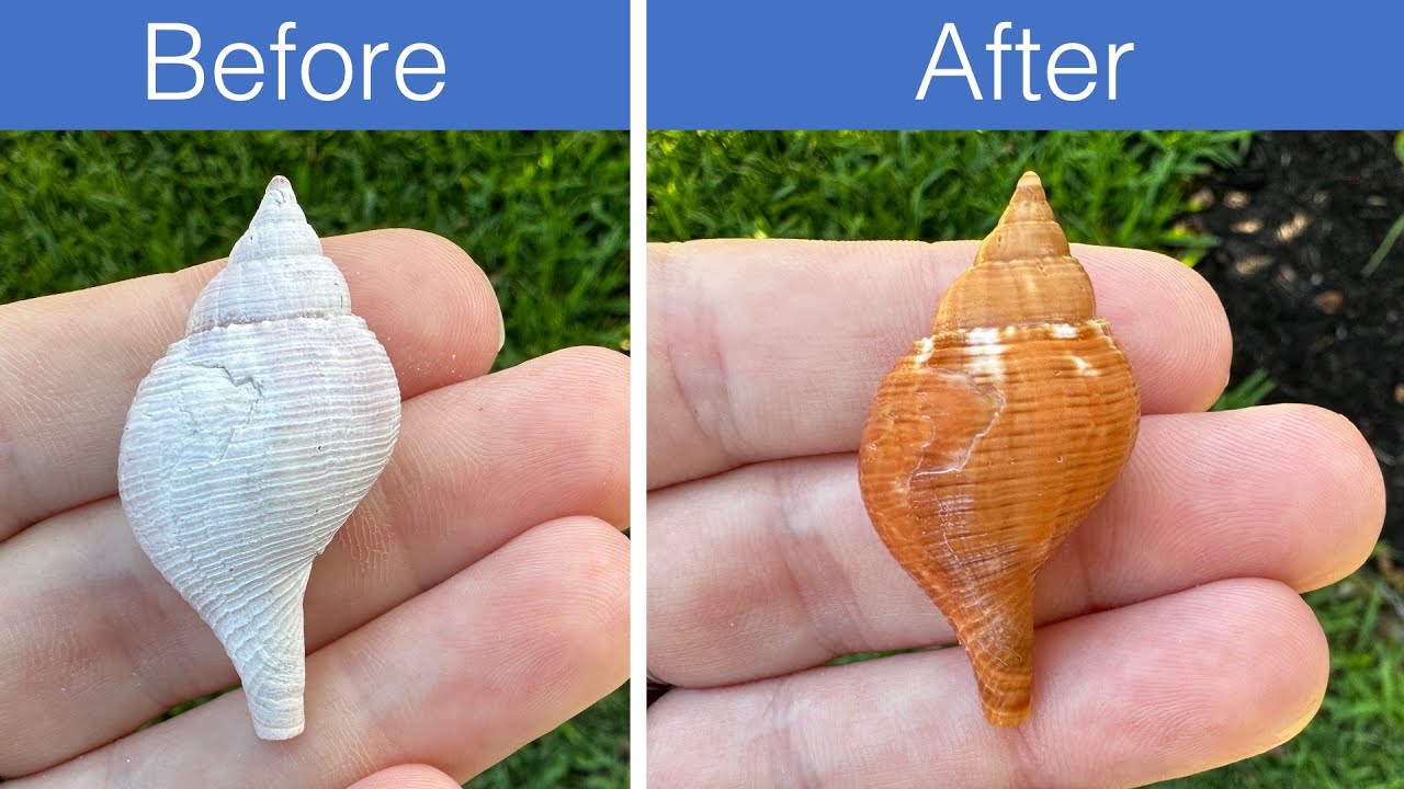 Seashell cleaning with acid